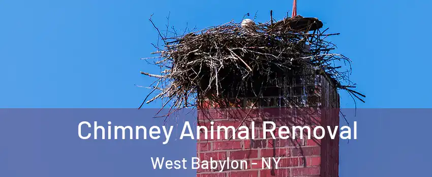 Chimney Animal Removal West Babylon - NY