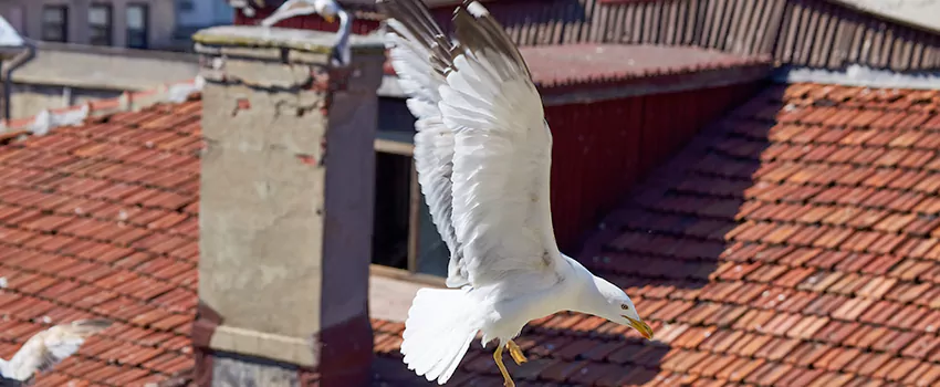 Residential Chimney Animal Removal Solution in West Babylon, NY