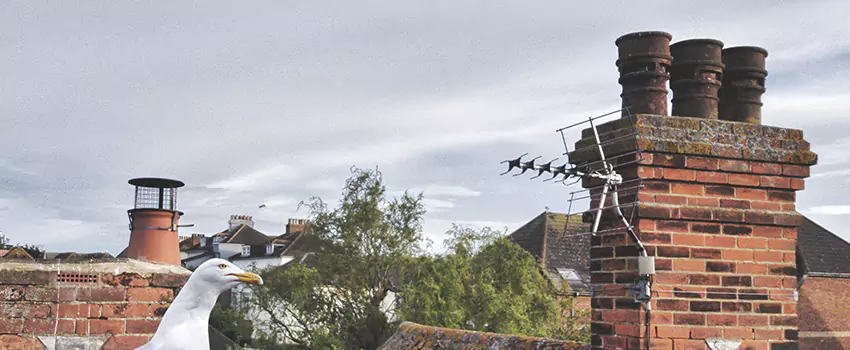 Chimney Cleaning And Restoration in West Babylon, New York